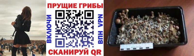 Псилоцибиновые грибы Psilocybine cubensis  Шарыпово 